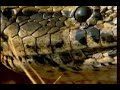 Man vs Indian Python - MUST SEE !!