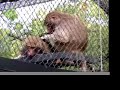 Behaviour:Grooming