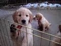 Wet Dirty Barking Golden Retriever Puppies