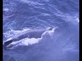 once at the antarctic sea