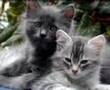 Do You Own A Pet?