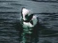 Killer shark