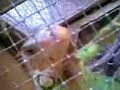 Iguana Spiderman