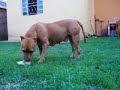 pit bull samantha
