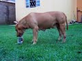 pit bull samantha