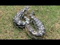 Blotched bluetongue - Tiliqua Nigrolutea Highland / Alpine Morph