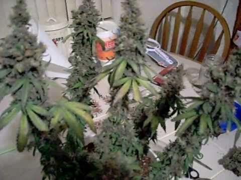 how to grow purple weed