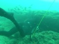Len Spearfishing some Local Reefs - Freedivers