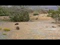 Rock Dassies