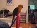 Redneck Bird