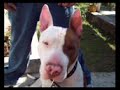 pitbull terrier tyson