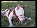 pitbull terrier tyson