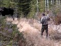 moose calling 08 moose calling 08