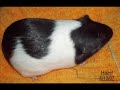 Guinea Pigs find homes Happy Tails