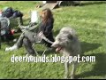 Scottish Deerhound Lure Coursing スコティッシュ・ディアハウンド