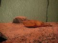 Congo puffer buries