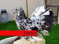 Pigeon breeds