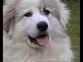 chiot de pyrenees