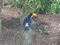 Toco toucan at Audubon Zoo