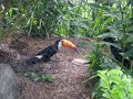 Toco toucan at Audubon Zoo