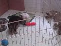 Shiloh Shepherd pup has a kitten friend - A