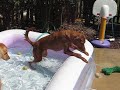This is Karma, my new foster dog, enjoying chasing a tennis ball around in our kiddie pool. :)