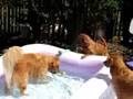 Vizsla plays in kiddie pool