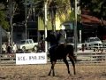 Expo Otoño 2011 Claudia Costa Barriles - YouTube