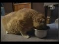 Meet the Heavyweapons Cat