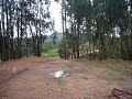 BALAO A SALTAR