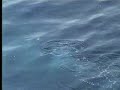 Penguins, humpback whales and seals feeding in the ocean - David Attenborough - BBC wildlife Penguins, humpback whales and seals feeding in the ocean - David Attenborough - BBC wildlife