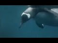Penguins, humpback whales and seals feeding in the ocean - David Attenborough - BBC wildlife