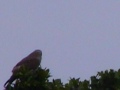@ Home With - Island Sights & Sounds -Okinawa -Feb Hawk Song