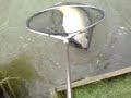 15.5lb mirror pt 2