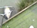 15.5lb mirror pt 2