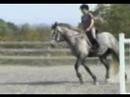 Zachery Coming 5 yo Perch x TB Gelding for Sale