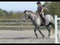 Zachery Coming 5 yo Perch x TB Gelding for Sale