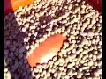 Kartoffelnpflanzen Russed Burbanks Kartoffelnpflanzen Russed Burbanks