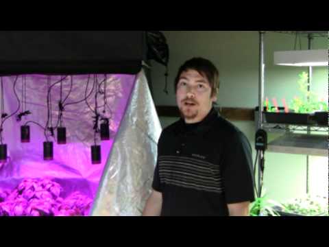how to use purple basil