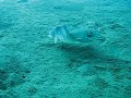 Mating cuttlefish