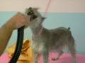 videos de Shauzer Facing Hurricane winds