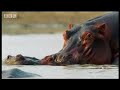 bbc: hippo beach   ladies man