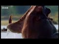bbc: hippo beach   ladies man