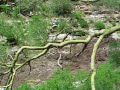Flash Flood