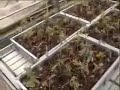 how to clone marijuana Mr Nice seedbank