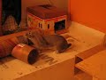 Grandmaster Binks - happy rabbit (Blueberry) Grandmaster Binks - happy rabbit (Blueberry)