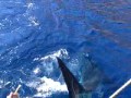 great white shark cage diving