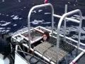 great white shark cage diving