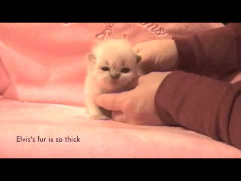 Persian Kitten Elvis l