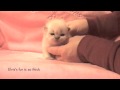 Persian Kitten Elvis l